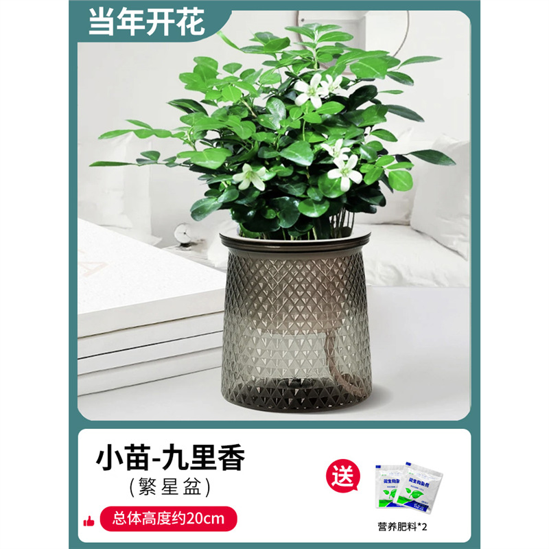 [핫한 신제품] 부티크 90#구리향 8~10그루(별분지) + 비료