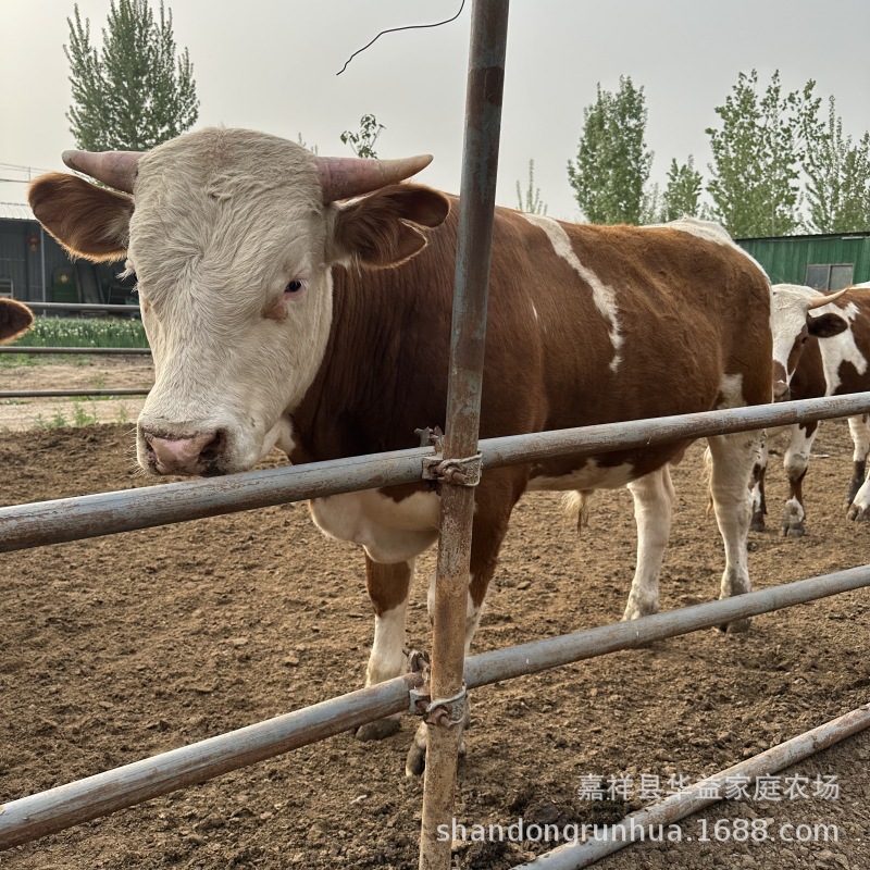 厂家出售西门塔尔牛肉牛犊养殖场肉牛犊价钱多少一头牛