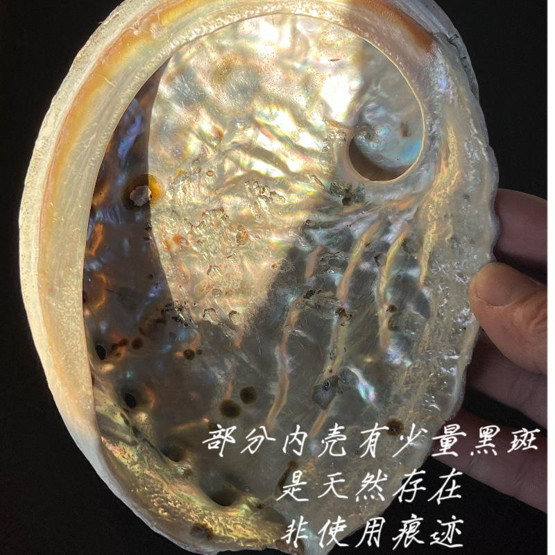 特大号澳洲鲍鱼壳批发加州白鼠尾草雪松圣木蓝草烧盘天然家居摆件|undefined