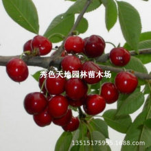�Gꖙ��������Լ޽Ӵ���Ҙ����ϱ���ͥԺ�ͺ�܇���Ӵ�䮔��Y��