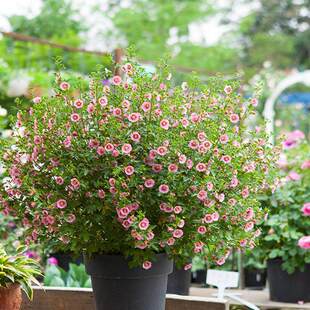 Сľ�Ȼ��������Ի�������������̨ͥԺ����ֲ���҃Ȏ�����