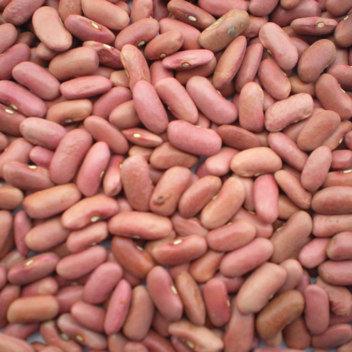 Светло-красная фасоль, розовая фасоль из Юньнани, высокогорные ингредиенты, фермерское производство, чисто натуральное, высококачественное, отборное органическое