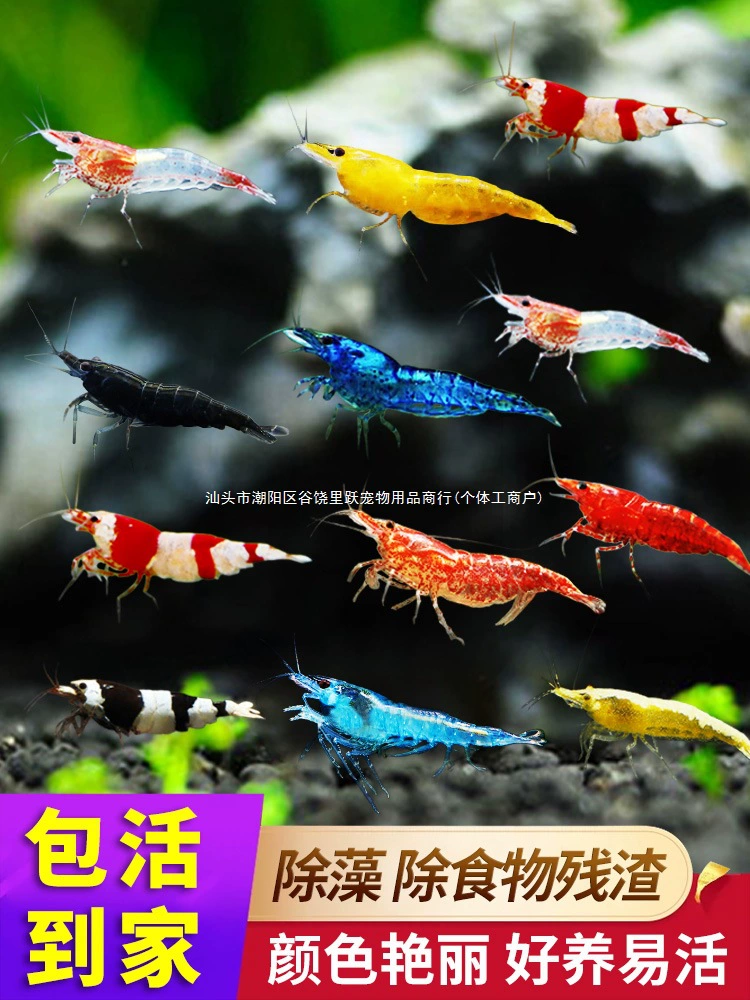 Декоративные креветки, черные креветки, инструмент для чистки и удаления водорослей, декоративные рисовые креветки, живые домашние животные, легко выращивать, пресноводный аквариум, ландшафтный дизайн, маленькое домашнее животное