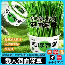 懒人泡面猫草小盆栽自种毛球克星去毛球天然化毛猫咪零食宠物用品