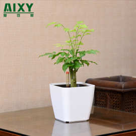 方形花盆迷你小花盆免浇水懒人自动吸水塑料花盆厂家绿萝花盆