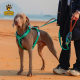 2024 new dog chest strap traction rope easy to wear and take off pet traction large dog wholesale foreign trade explosions
