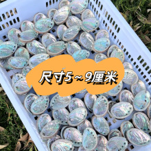 ��Ȼ�ʺ籫���������β��ȼ���̴�ű��㱴�Ƕ��㱴�����ֹ�����