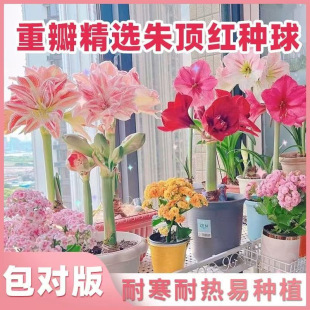 �ذ���피t�N�򻨻ܾGֲ���Զ������ͺ��͟�ֲ��G�}����ȩ����