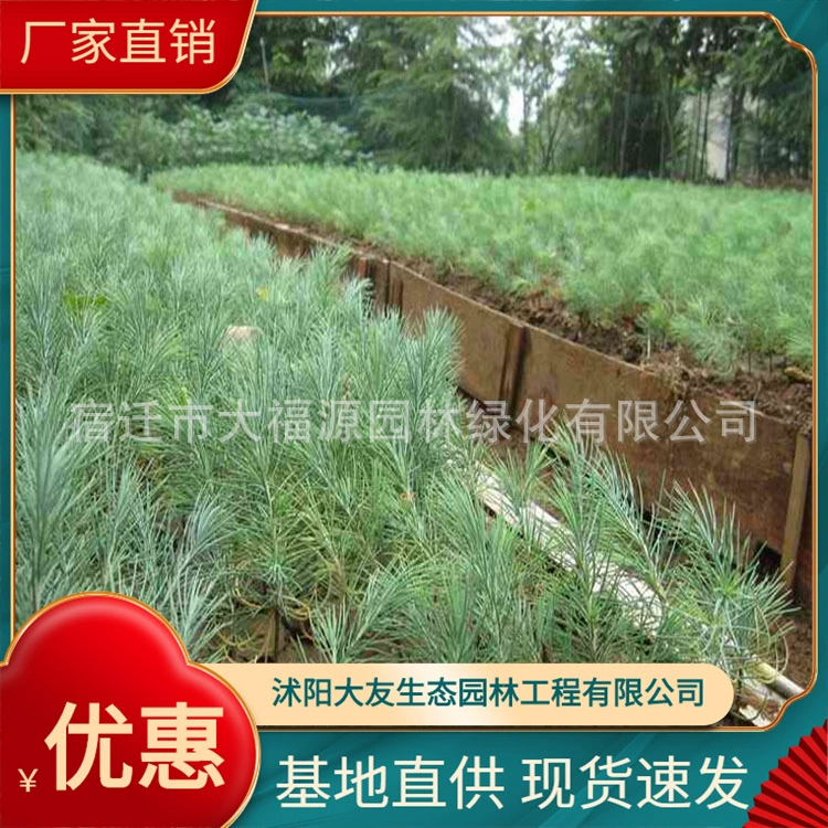 Оптовые зеленые растения кедровая база прямых продаж Саженцы кедра поставляют различные виды растений