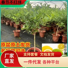 һlˮʘԎʳ̨ͥԺNֲļYV|