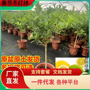 һ�����l��ˮ���ʘ�������Ԏ�����ʳ���̨ͥԺ�Nֲ�ļ��Y���V�|