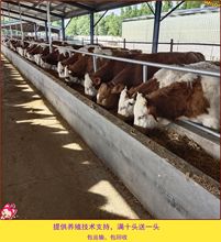 西门塔尔牛 活牛出售 肉牛犊小牛活苗