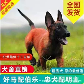 狗;狗狗干粮;服务商品