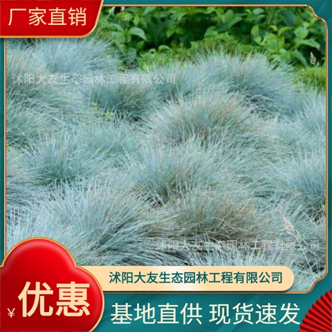 Синяя овсяница база оптом собственного производства сортов в комплекте с живописным ландшафтом Зеленые саженцы