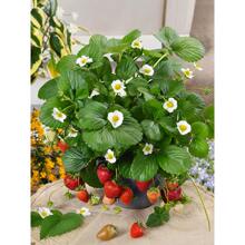 �ļ���ݮ�����������ͼt�ݮԭ��ԭ����ݮ����Y�����玧������