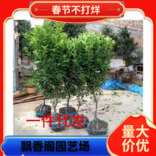 ���Ә�����������Ϸ������Nֲ���Ә���̽۹������޽����Ә���