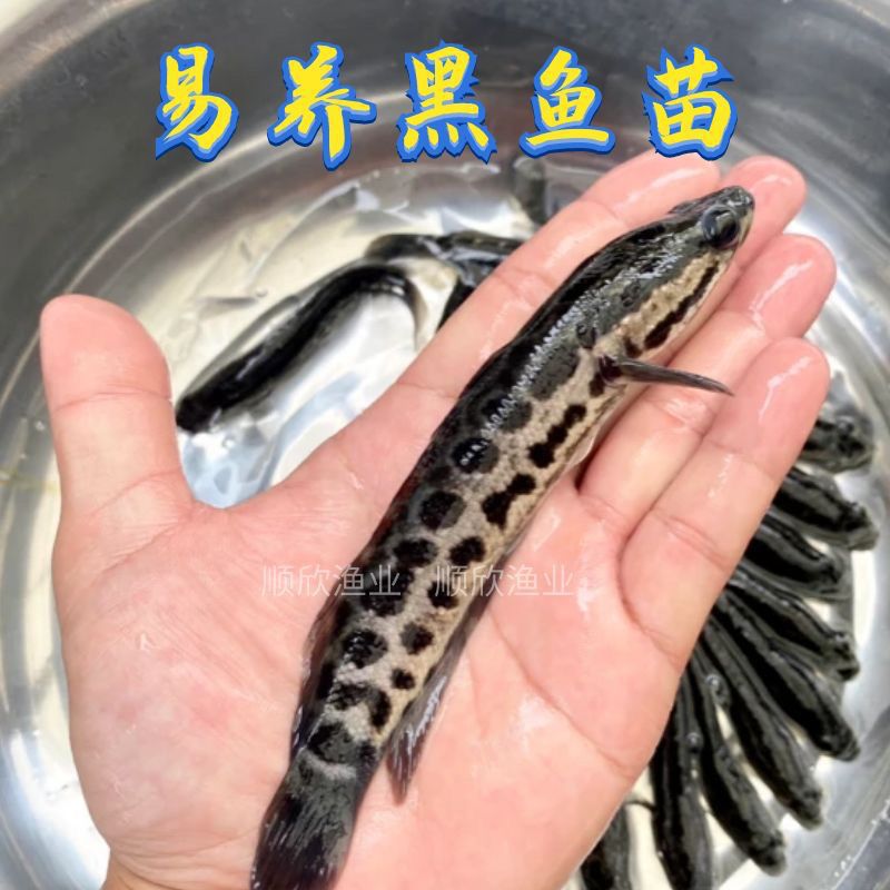 黑鱼苗批发乌鱼财鱼乌鳢鱼养殖鱼苗凶猛淡水鱼鲜活野生便宜小鱼苗