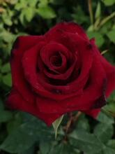 ��ħ�g ��ľ���¼��� �л��¼����� �����ļ��_��õ�廨��