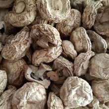 散装磨菇干货食用菌白蘑菇口蘑菌菇炖汤干货批发 量大从优