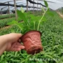盆栽景观花海柳叶马鞭草