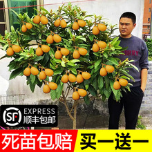枇杷果苗无核砂糖枇杷苗无核枇杷树苗嫁接盆栽特大庭种植当年结果