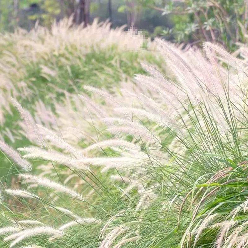 Семена белой соломы легко засеять в четыре сезона