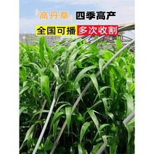 ߵݷNļBֳ߮aݷNKݲNiuţ~ݷN