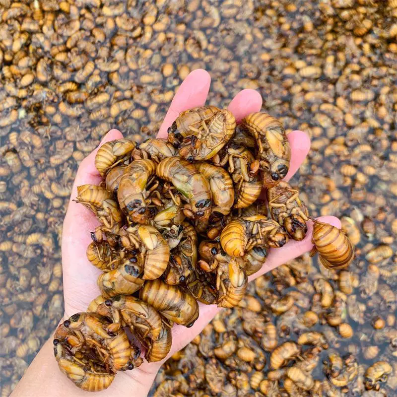 100 почтовых свежих известных обезьяна жить Замороженные Золотой цикады оптом