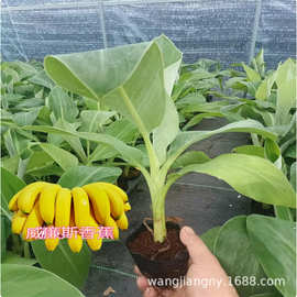 苹果粉蕉苗带土广西发货中蕉9号香蕉苗四季种植红香蕉苗皇帝蕉苗