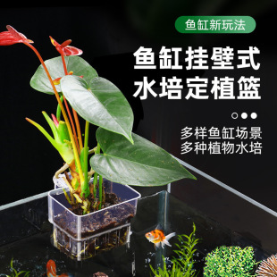 Green Rose Planting Cup Water Grass Cup Water Grass Water Culture Water Plant Hanging Planting Basket Fish Tank Decoration Full Net Hair