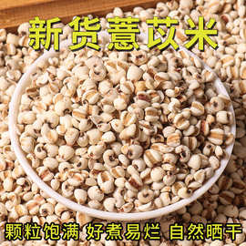 新货薏米仁散装贵州白薏米500克熟薏苡仁红豆薏米茶用料煮粥配料