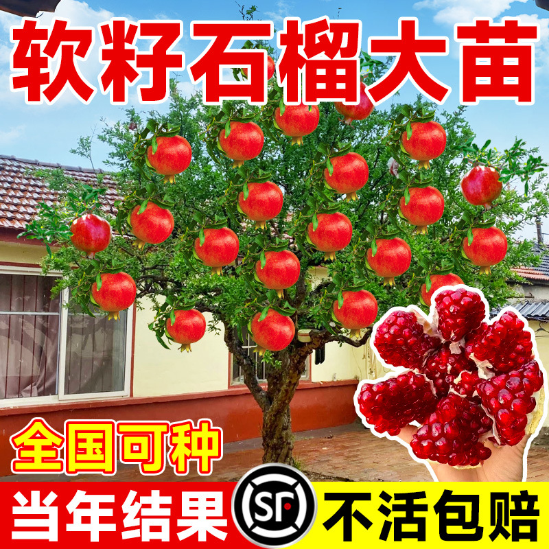 正宗特大石榴突尼斯软籽树苗庭院盆栽果树果苗耐寒南北方均可种植