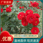 大量批发销售自家繁殖丰花月季花 大花月季 带盆发 插杆苗 一年生
