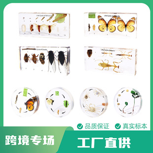 Thousand Sail Specimens Real Animal Insect Life History Resin Specimens Natural Science Cross-Border E-Commerce Manufacturer Wholesale