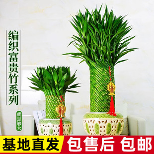 �����߸��F��ֲ���_�\�������Կ͏dˮ�B���;Gֲ�҃���ؔ���w���w