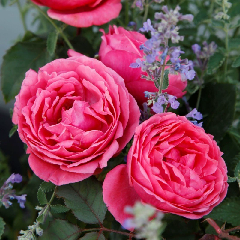 Европейская Роза Мэри Джонс Мэри Хосе Роза Немецкий ADR Роза порошок Лучжоу-ароматные китайские розы цветы