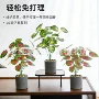 仿真布置植物盆栽绿植