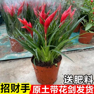 招财手盆栽鸿运当头室内好养易活植物小辣椒花卉四季常青桌面绿植