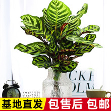 水培孔雀青苹果竹芋客厅水养盆栽办公室内四季好养观叶绿箩萝植物