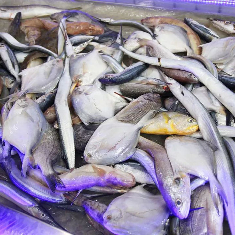 5斤包邮海杂鱼新鲜冷冻小黄鱼鲳鱼梭鱼红头鱼黄花鱼米鱼