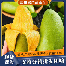 Խ����â����â������3���b�ι�250g���ϰ��]�������rˮ������â