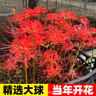 �˰����N������ɳ�A���Լt���Q�\ʯ���N���̨���ܝ���������