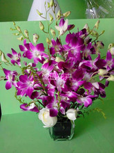 雲南昆明鮮花批發 花卉基地鮮切花直供紫洋蘭 花材批發