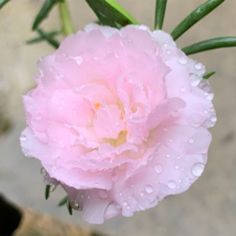 根とつぼみが付いた大きな花の八重ひまわりの鉢植え苗、四季咲きの植物、屋内外で育てやすい|undefined