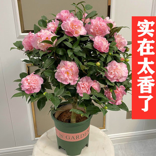 Xiangfei Camellia Saplings Potted Strong-Scented Plants with Buds for Courtyard Indoor Four-Season Blooming Florals Five-Color Red Red