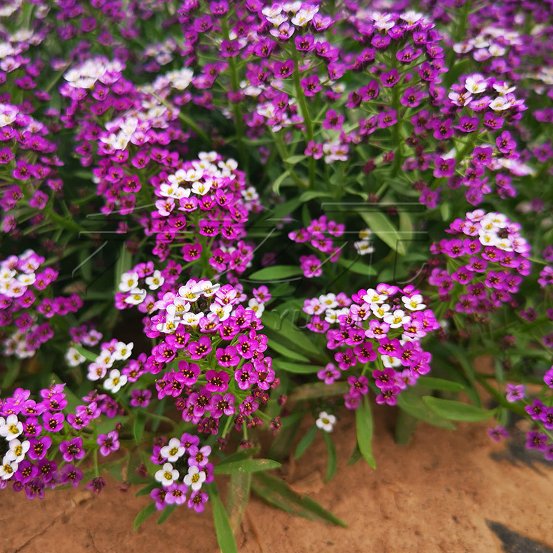 Semillas de flores, semillas de flores.
