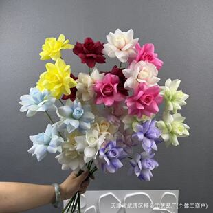 ���滨3�^����õ����õ���c��Y�ò廨�����bٻ��������컨