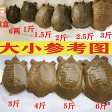 外塘公雄甲鱼食用滋补活物3斤花背小甲鱼苗肉食用水鱼团鱼中华鳖