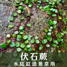 ��ʯާ����ާ�Gֲ����ˮꑸ׼�ɽ�������쾰���ó��G�~ֲ�ﱧʯɏ