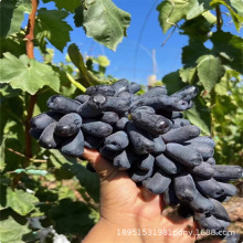 ���������{��ʯ�o�����ј��箔��Y���Ϸ������Nֲ����ָ���Ә���